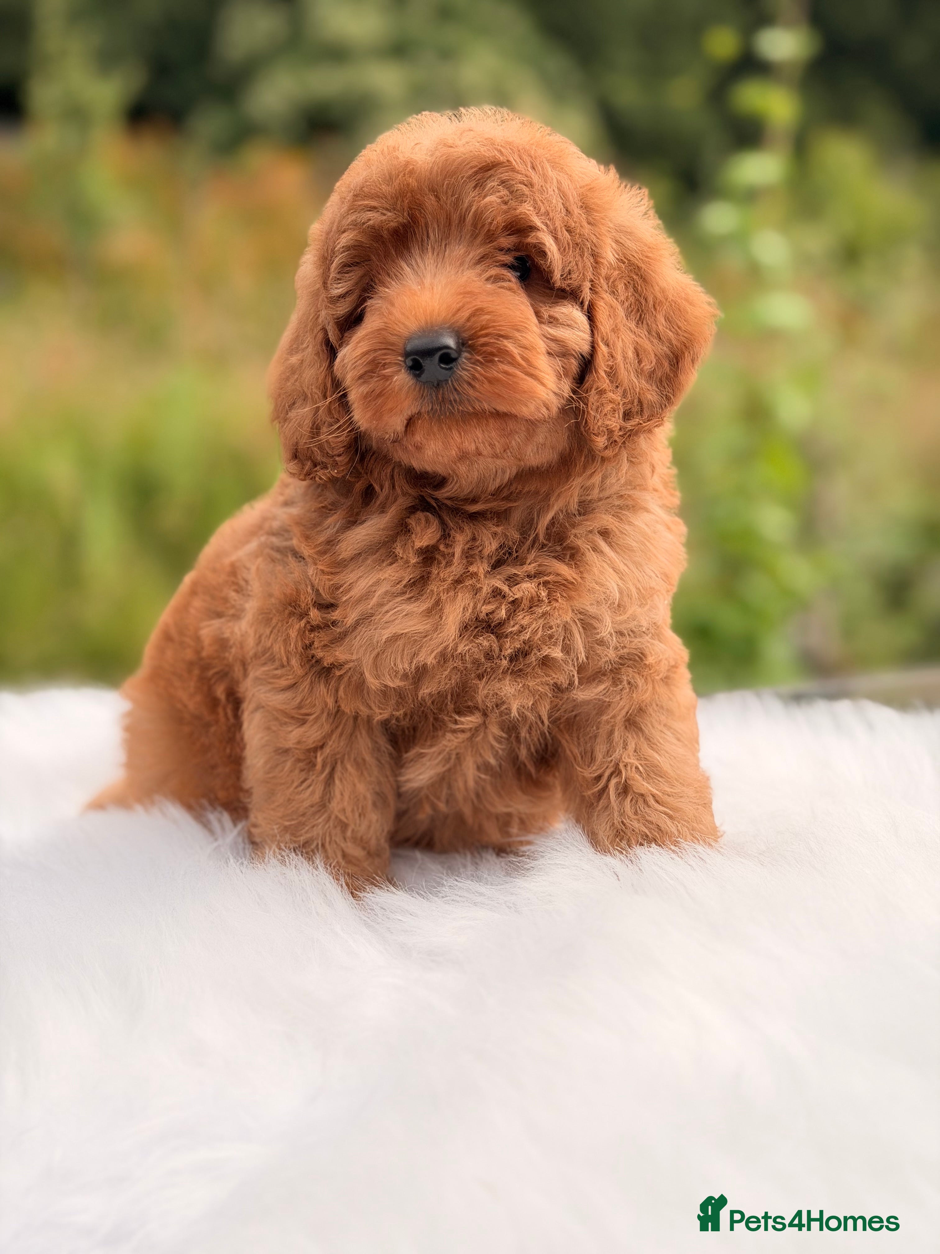 Cavapoo dogs Cavapoo puppies  - Advert 2