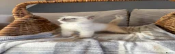 Ragdoll cats for sale: READY NOW, GCCF Registered Lilac Ragdoll Kitten  - Advert 11