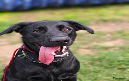 Mixed Breed dogs for adoption: Ben     - Image 1