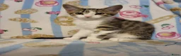 Russian Blue cats for sale: Kittens for sale - Advert 1