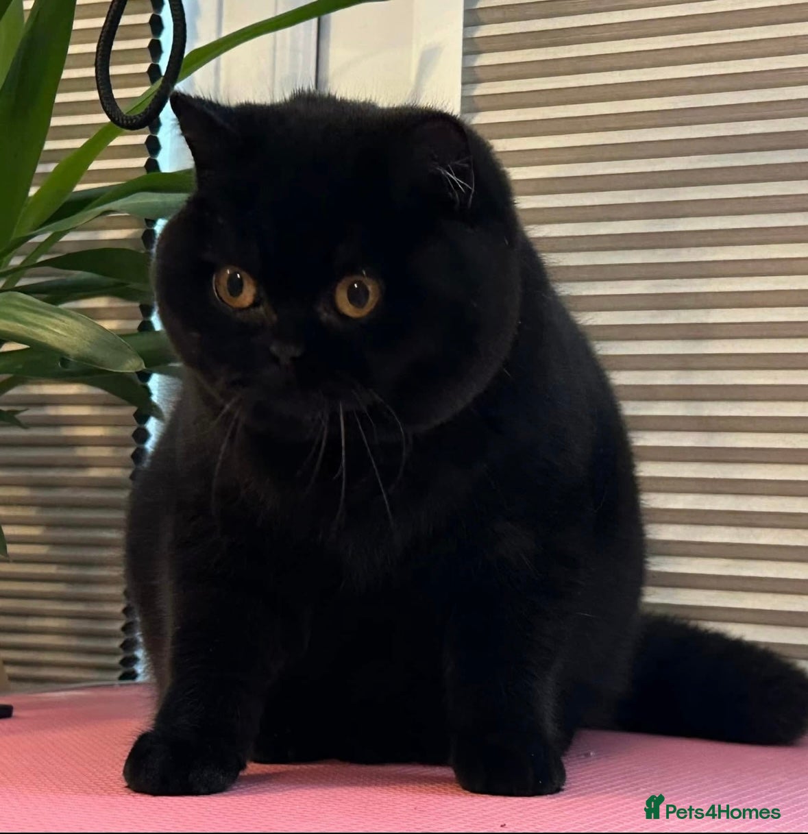 British Shorthair cats Beautiful Black Female - Advert 1