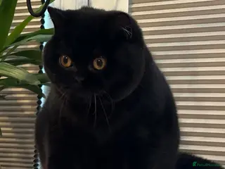 British Shorthair cats Beautiful Black Female - Advert 5
