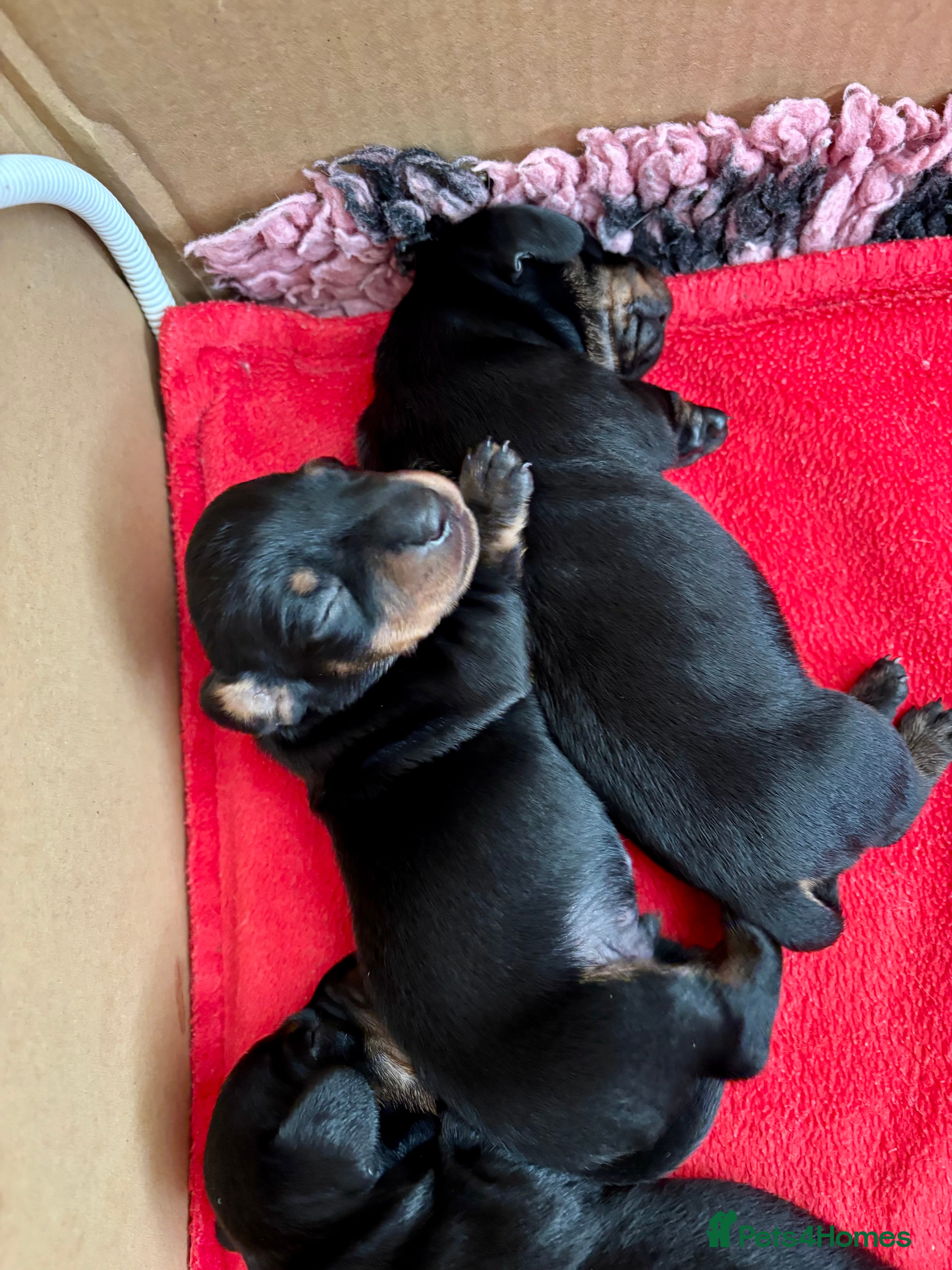 Miniature Dachshund dogs Superb 5 generation KC pedigree Mini Dachshunds 🐶 - Advert 2