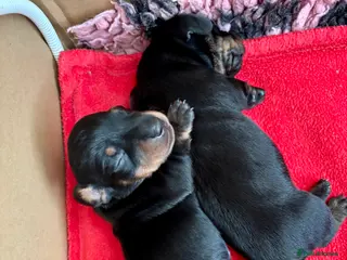 Miniature Dachshund dogs Superb 5 generation KC pedigree Mini Dachshunds 🐶 - Advert 2