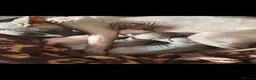 Sphynx cats for sale: Sphynx kitties - Advert 2