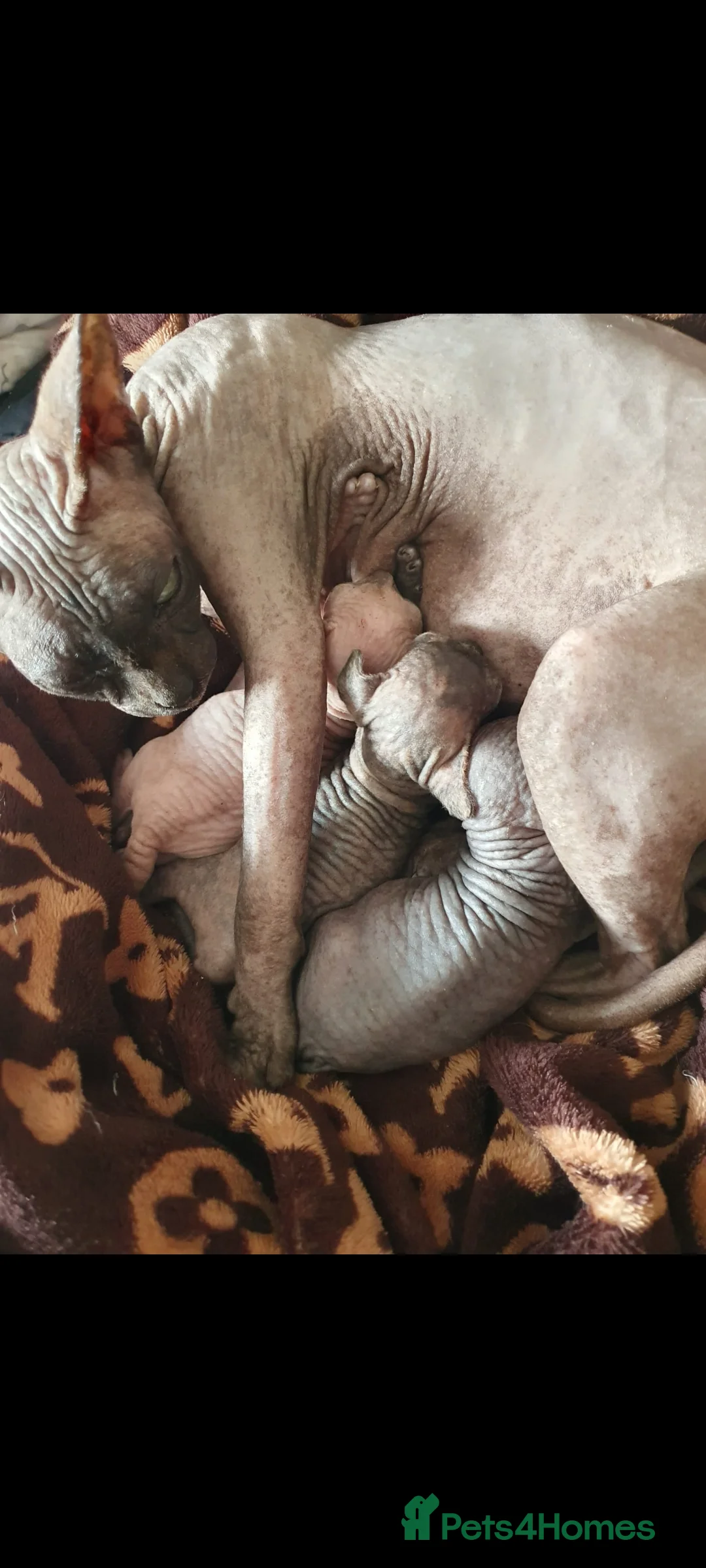 Sphynx cats for sale: Sphynx kitties - Advert 2