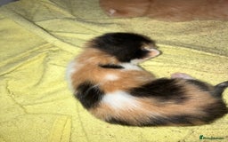 Mixed Breed cats for sale: 5 gorgeous kittens - Image 10