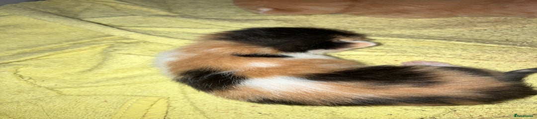 Mixed Breed Kitten 4