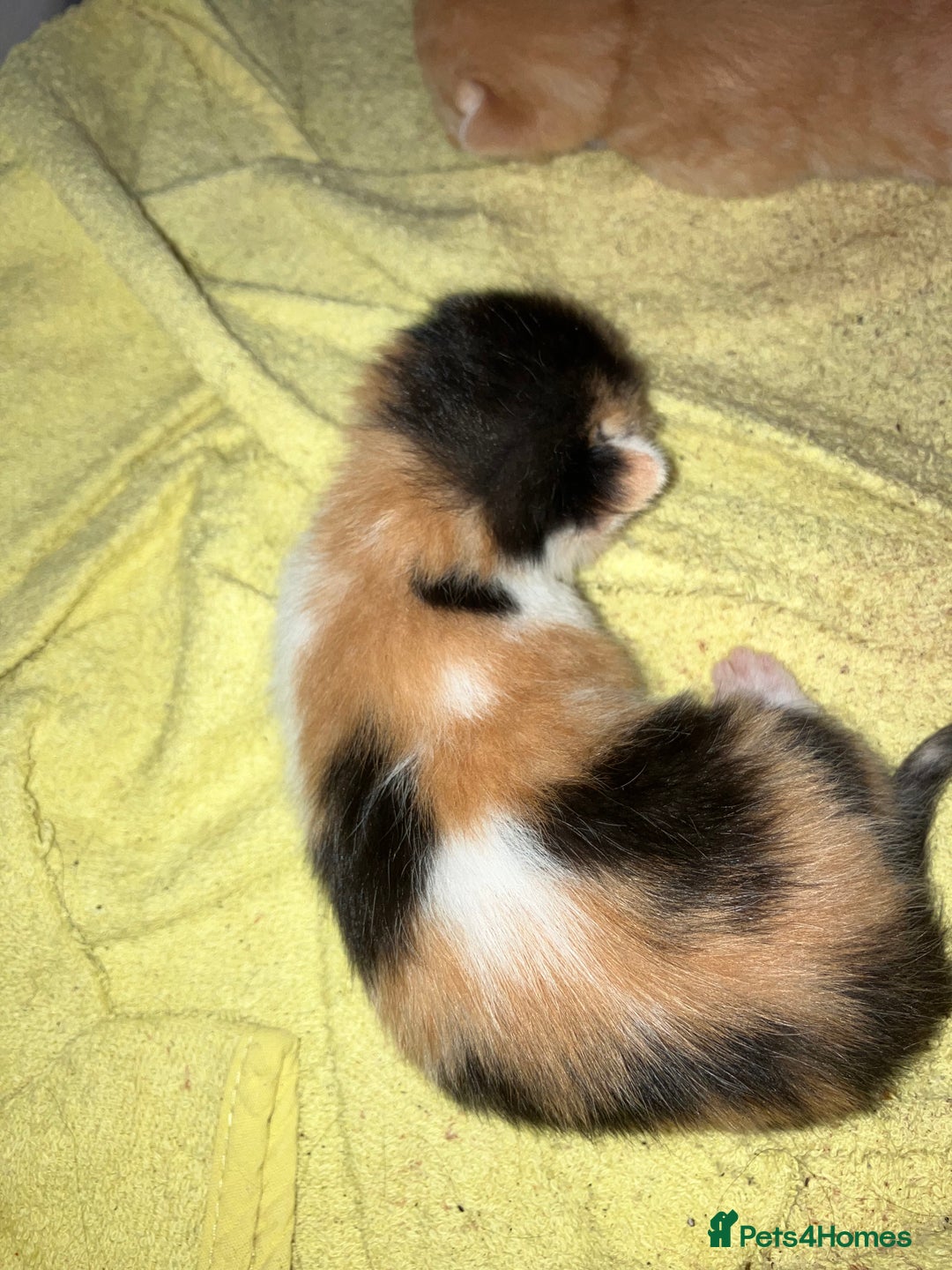Mixed Breed cats for sale: 5 gorgeous kittens - Image 10
