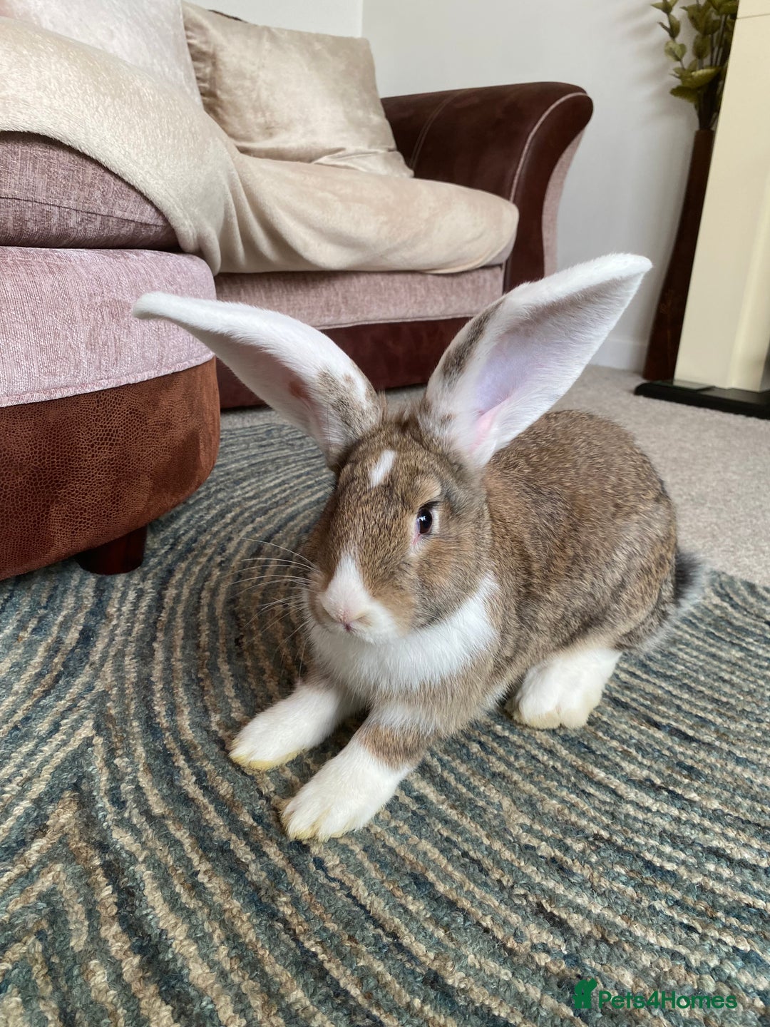 Continental Giant rabbits for sale: Continental giant rabbits  - Image 19