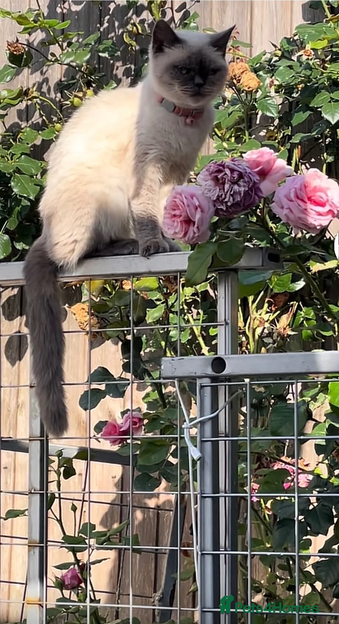 British Shorthair cats for sale: British short hair blue colourpoints  - Advert 2