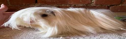 Guinea Pig rodents for sale: Pair of Peru boars  - Advert 4