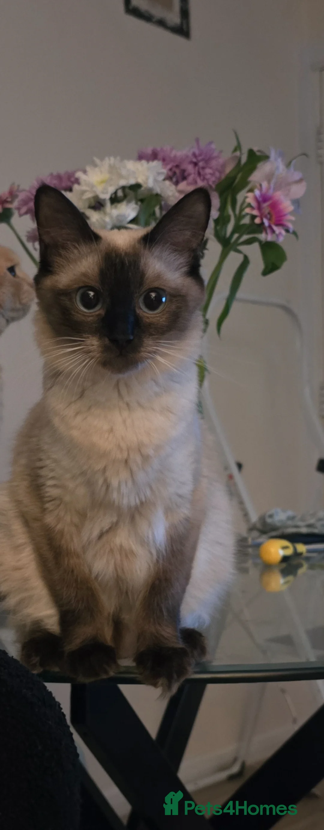 Brazilian Shorthair cats for sale: Beautiful kittens - Advert 1