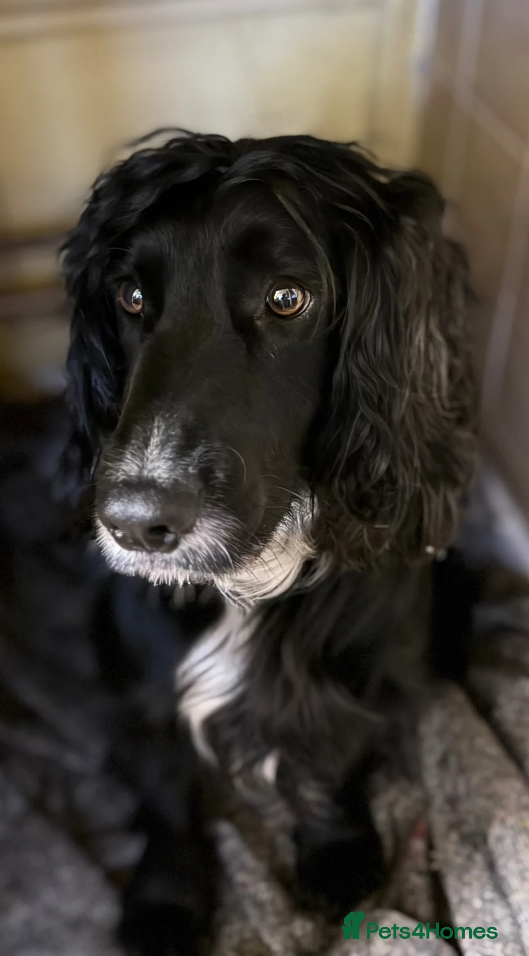 Sprocker dogs for sale: Sprocker Spaniel Puppies for Sale  - Advert 2