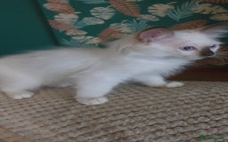Ragdoll cats for sale:  GCCF KITTENS CHOC & LILAC MITTED AND BI-COLOUR in Darwen - Image 30
