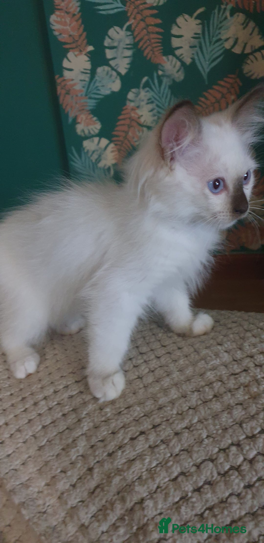 Ragdoll cats for sale:  GCCF KITTENS CHOC & LILAC MITTED AND BI-COLOUR in Darwen - Image 30