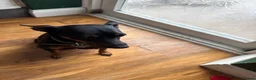 Miniature Pinscher dogs for sale: Miniature pinschers puppies in Boston - Advert 2