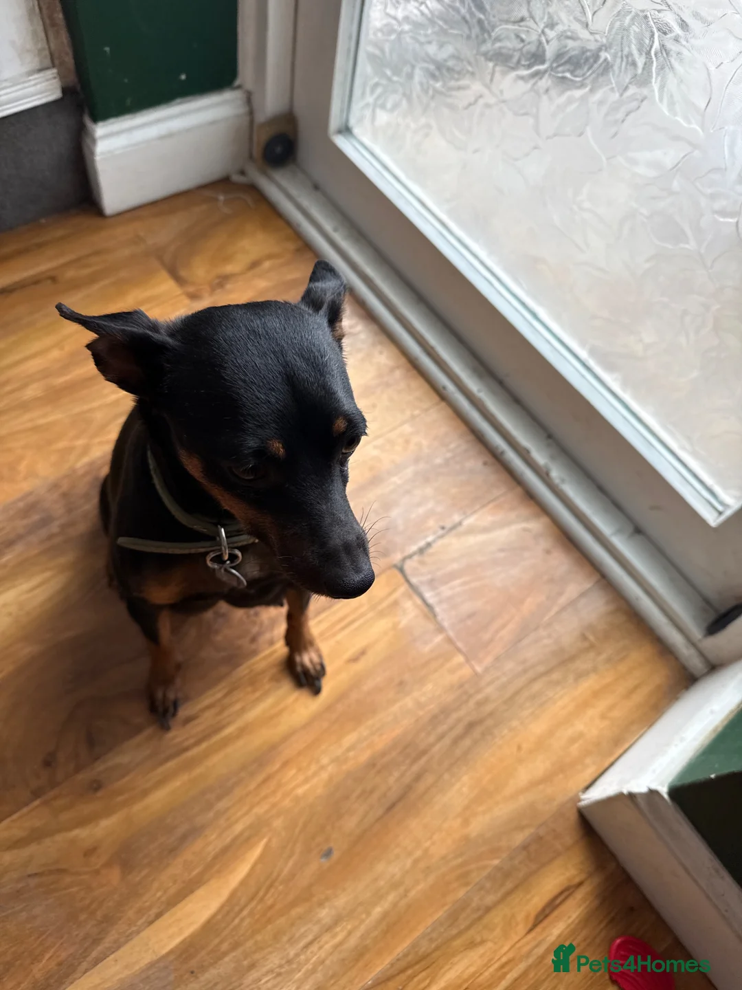 Miniature Pinscher dogs for sale: Miniature pinschers puppies in Boston - Advert 2