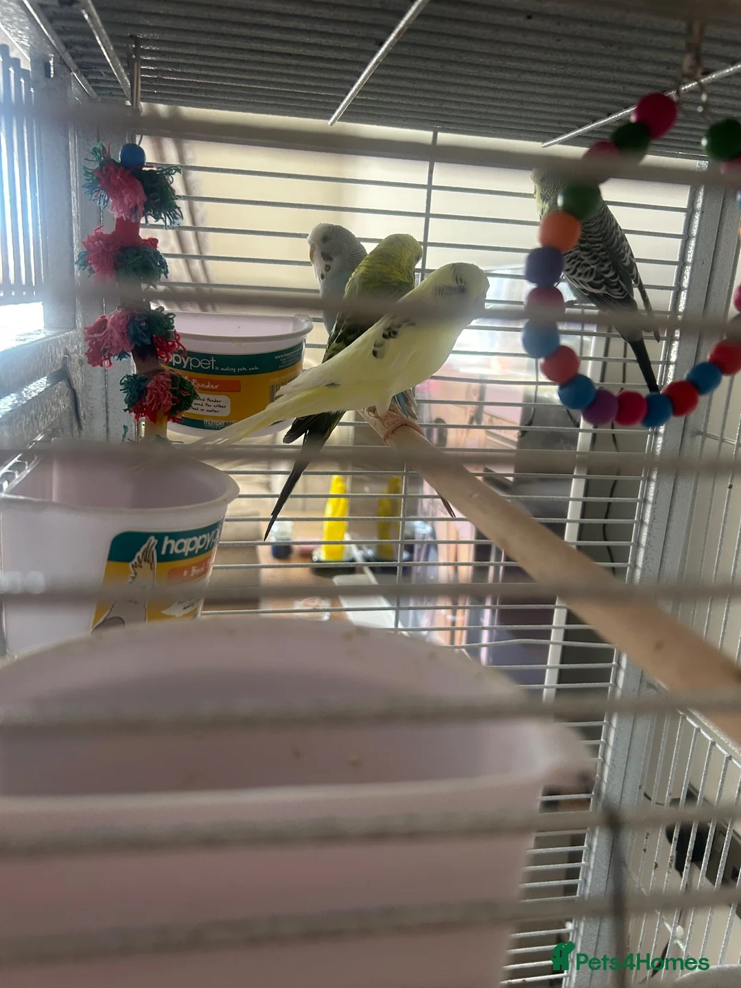 Budgerigars birds for sale: 2 male and 2 female budgies with large grey cage  in Swindon - Advert 4