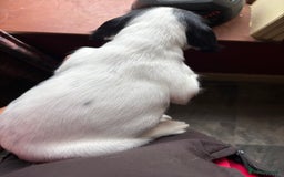 English Springer Spaniel dogs for sale: Stunning DNA Clear KC Springer Spaniel Puppies  - Image 22