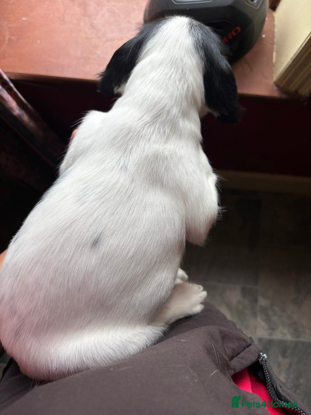 English Springer Spaniel dogs for sale: Stunning DNA Clear KC Springer Spaniel Puppies  - Image 22