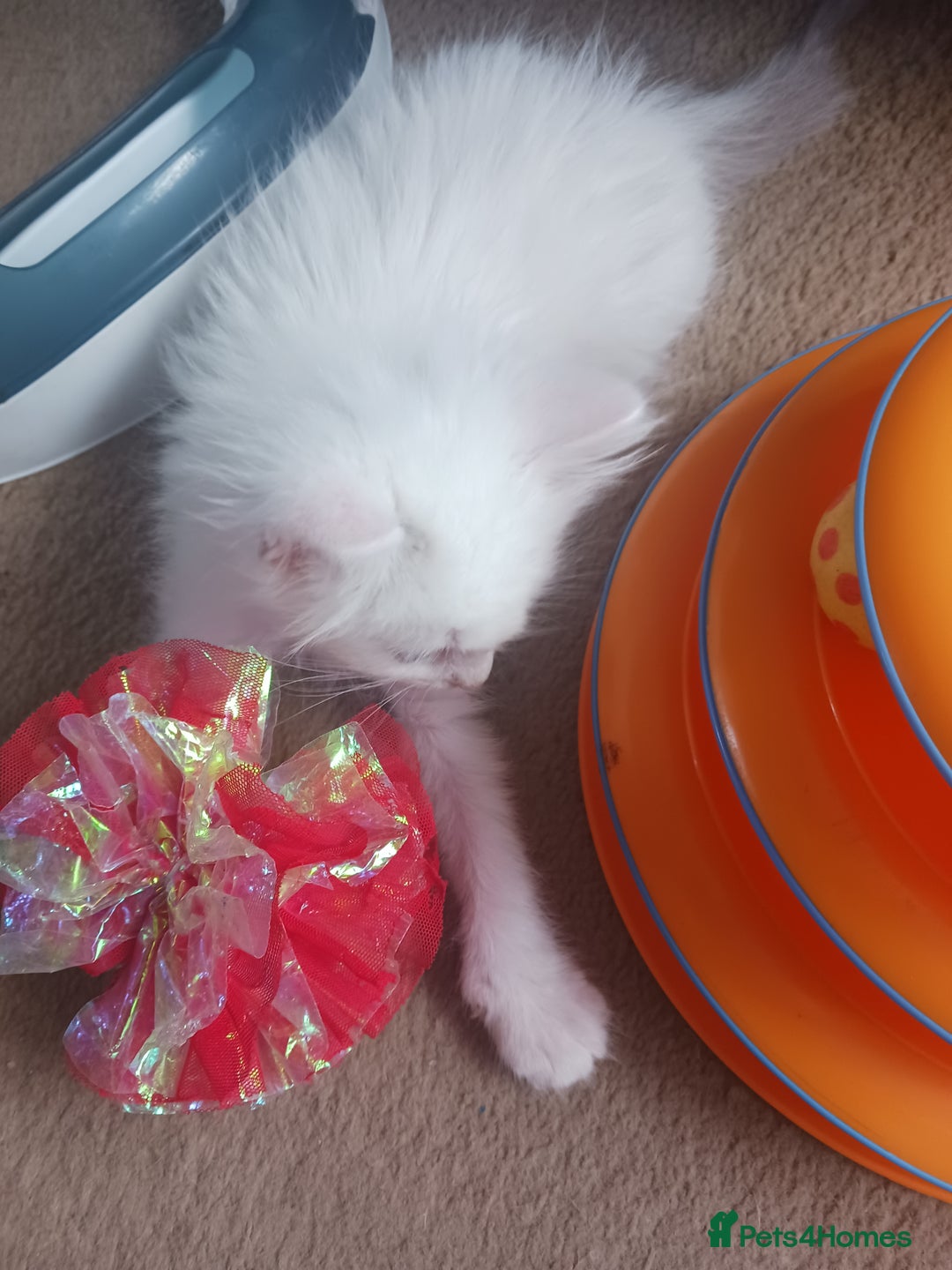 Ragdoll cats for sale: CUTE RAGDOLL KITTENS  - Image 6