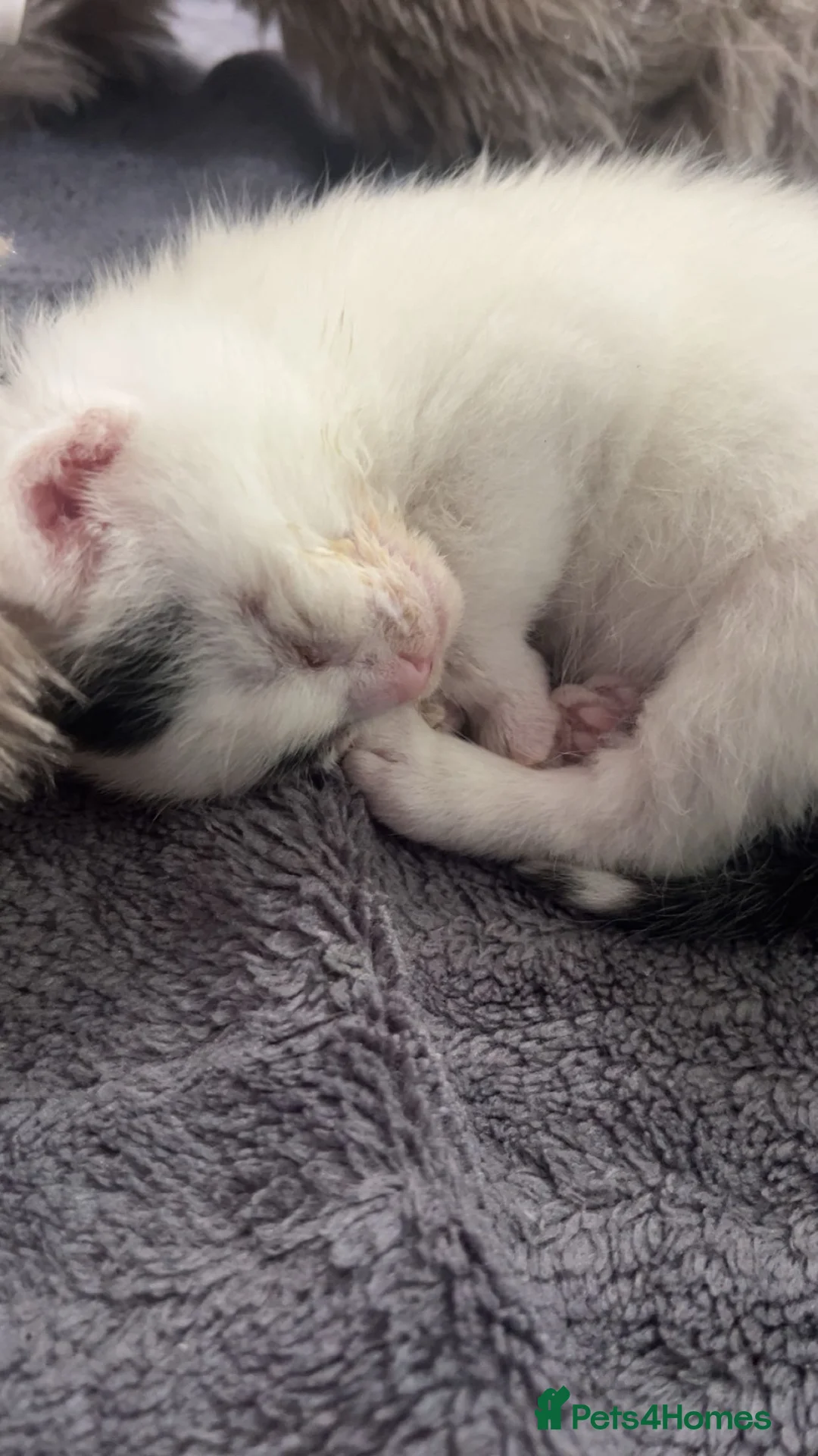 Domestic Shorthair cats for sale: 2x kittens - Advert 5