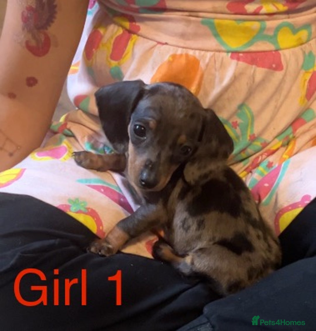 Dachshund dogs for sale: Dachshund puppies AVAILABLE NOW  - Image 8