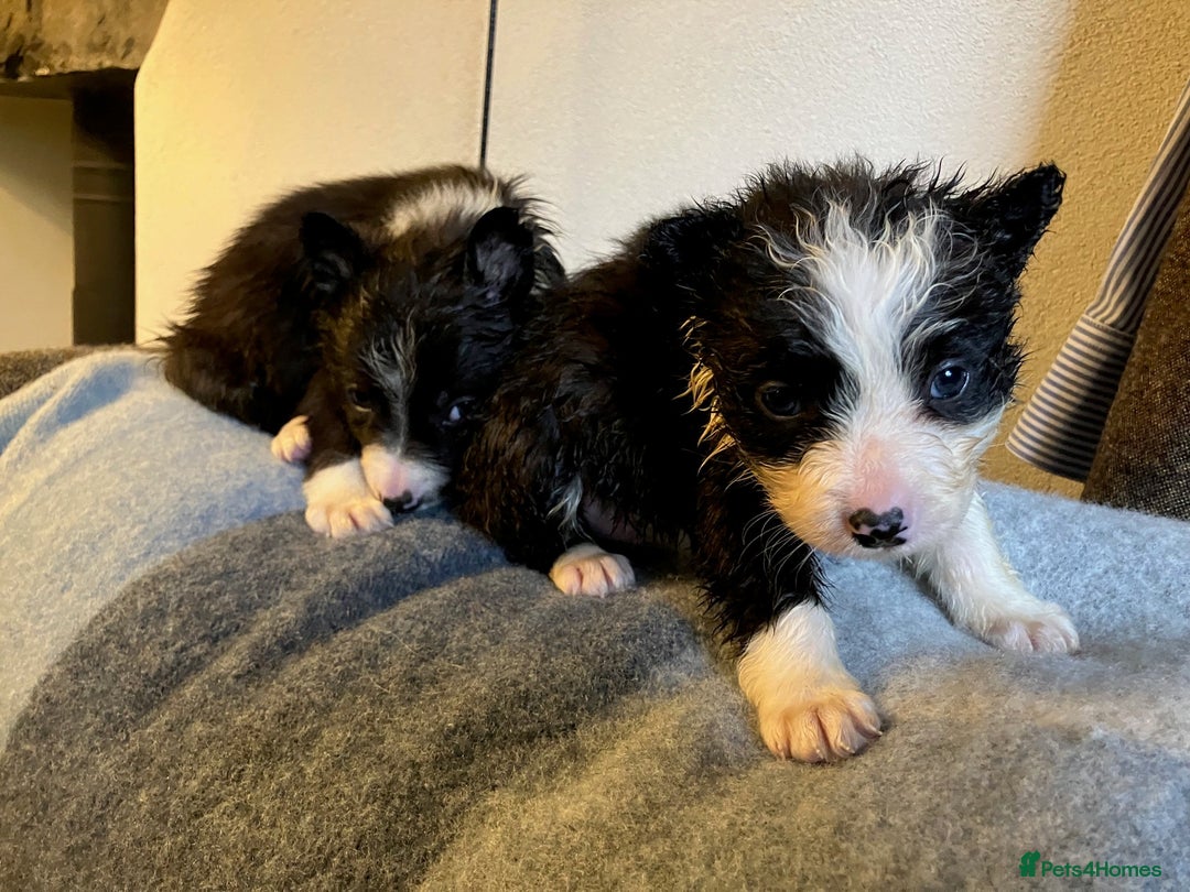 Border Collie dogs for sale: Border Collie Puppies  - Advert 5