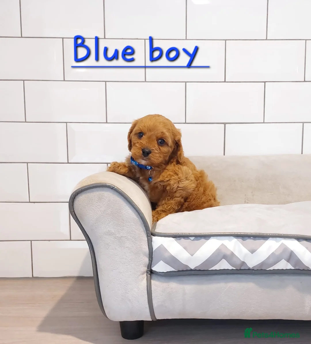 Cavapoo dogs for sale: F1 Cavapoo puppies 💝 - Advert 2