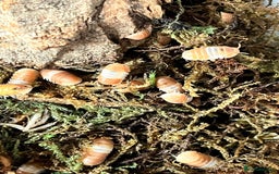 Mixed Breed invertebrates for sale: Isopods For Sale - Image 3