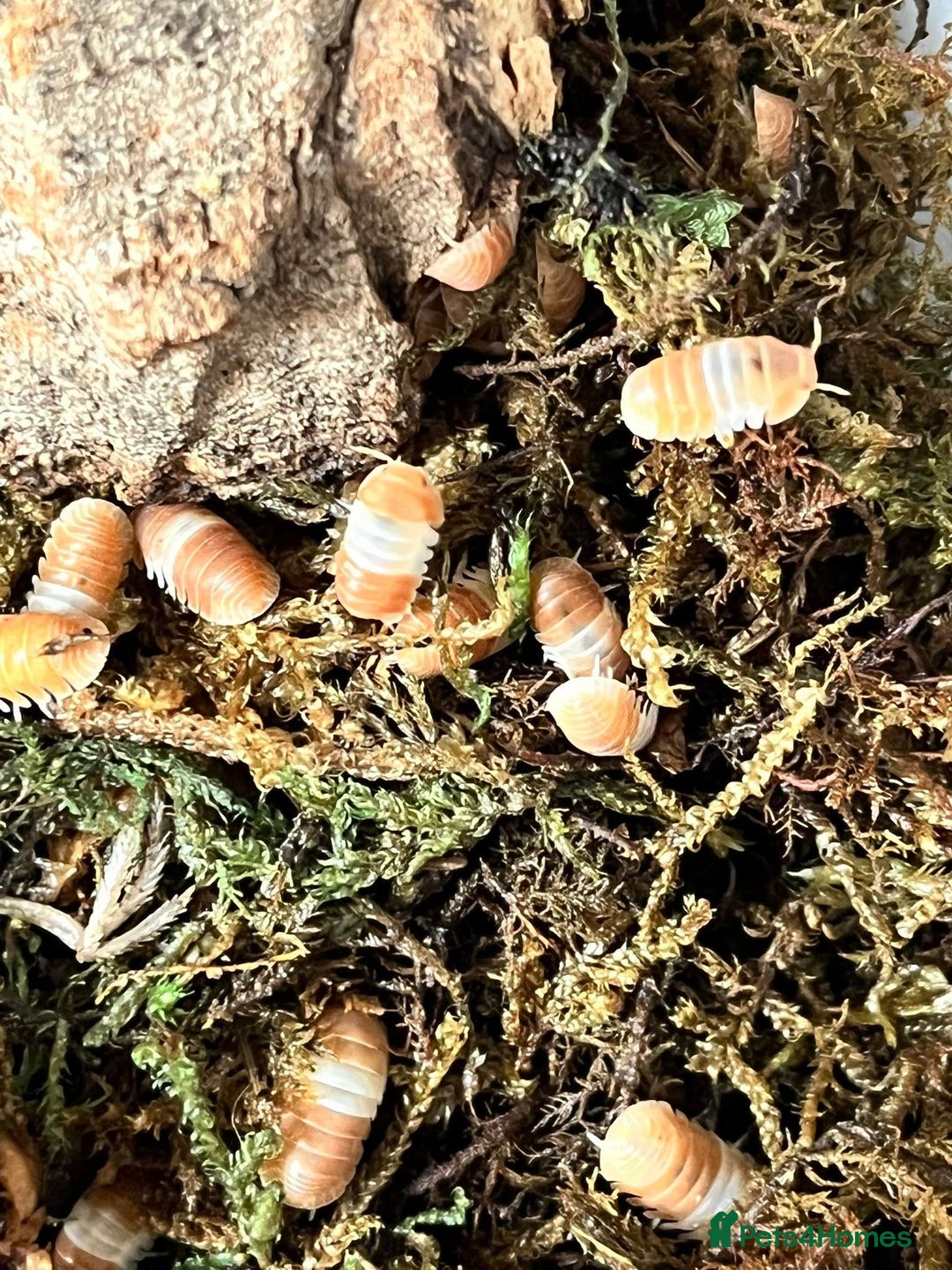 Mixed Breed invertebrates for sale: Isopods For Sale - Image 3