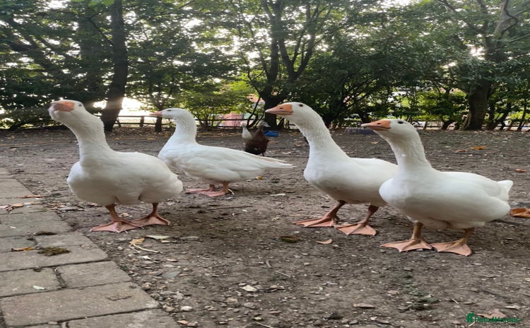 Geese poultry - Advert 3