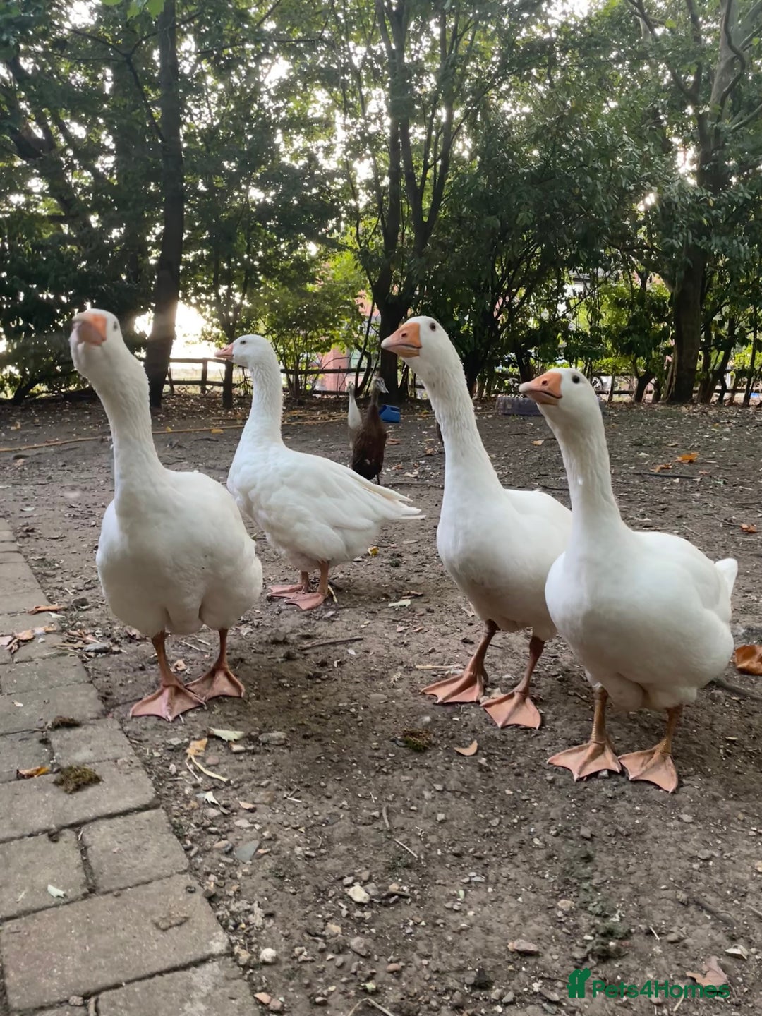 Geese poultry for sale: Embden Geese  - Image 1