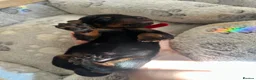 Dobermann dogs for sale: Champion Bloodline Doberman Puppies in Manchester - Advert 22