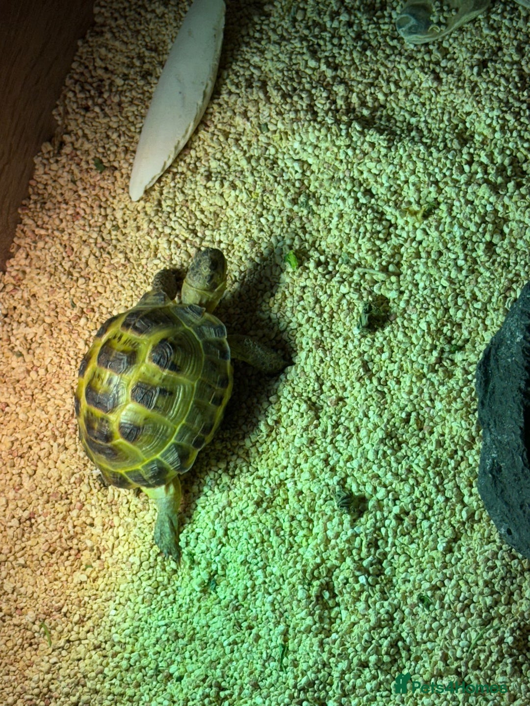 Tortoise reptiles for sale: Horsefield tortoise - Advert 5