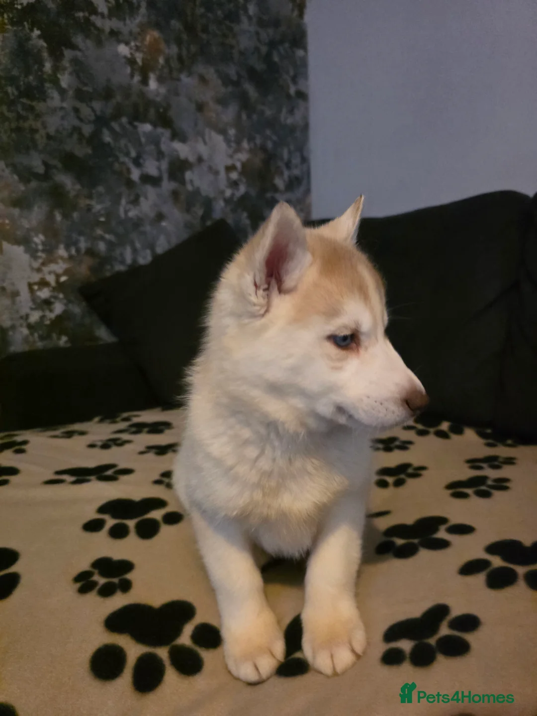 Siberian Husky dogs for sale: Siberian Huskies 1 girl available - Advert 7