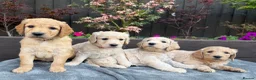 Goldendoodle dogs for sale: Beautiful Goldendoodle Puppies ready next week - Advert 2