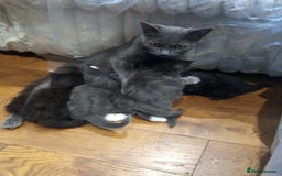 British Shorthair cats for sale: Grey British shorthair kittens seeking homes - Image 1