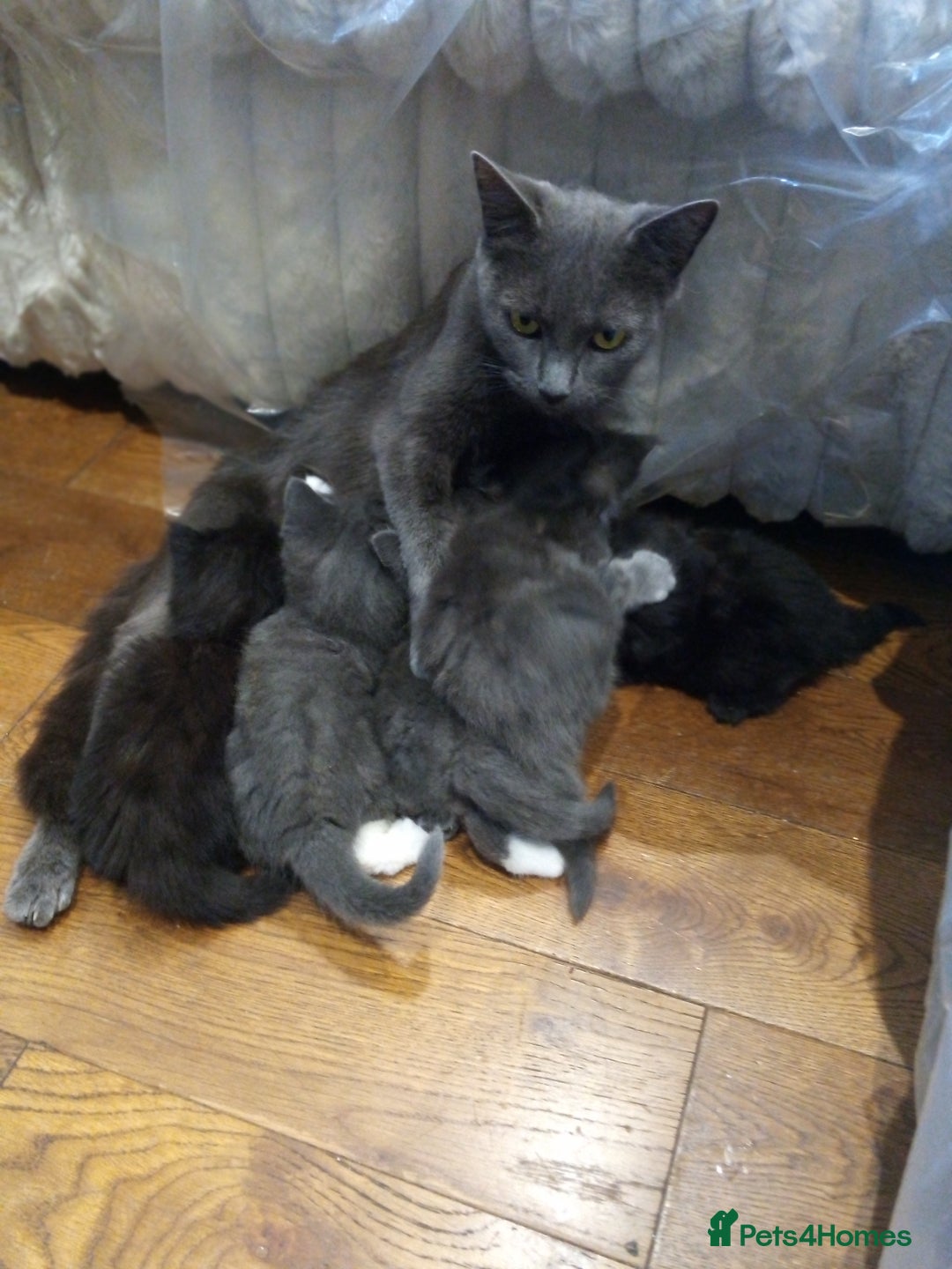 British Shorthair cats for sale: Grey British shorthair kittens seeking homes - Image 1