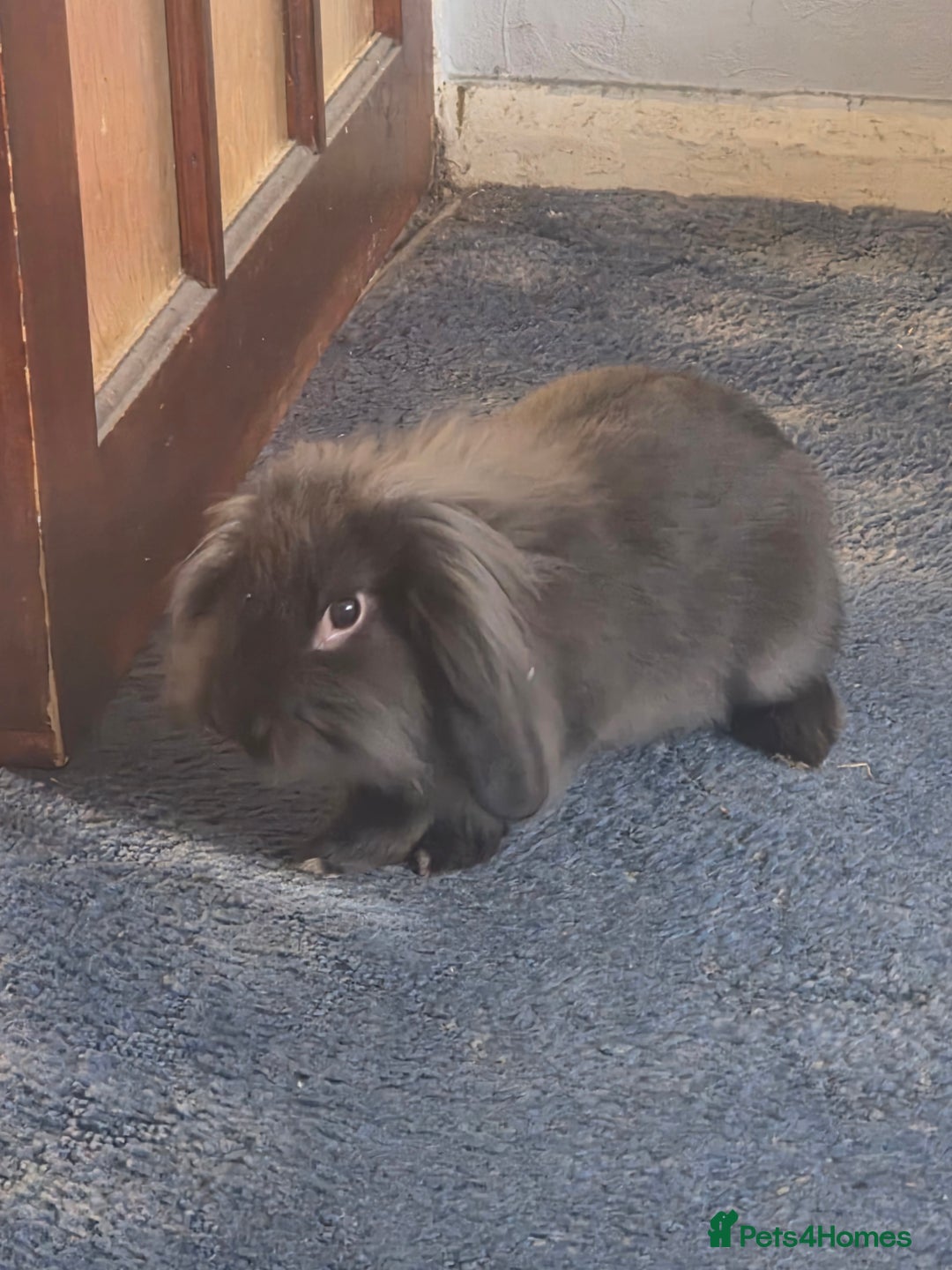 Mini Lion Lop rabbits for sale: Two friendly male lion lops - Image 3