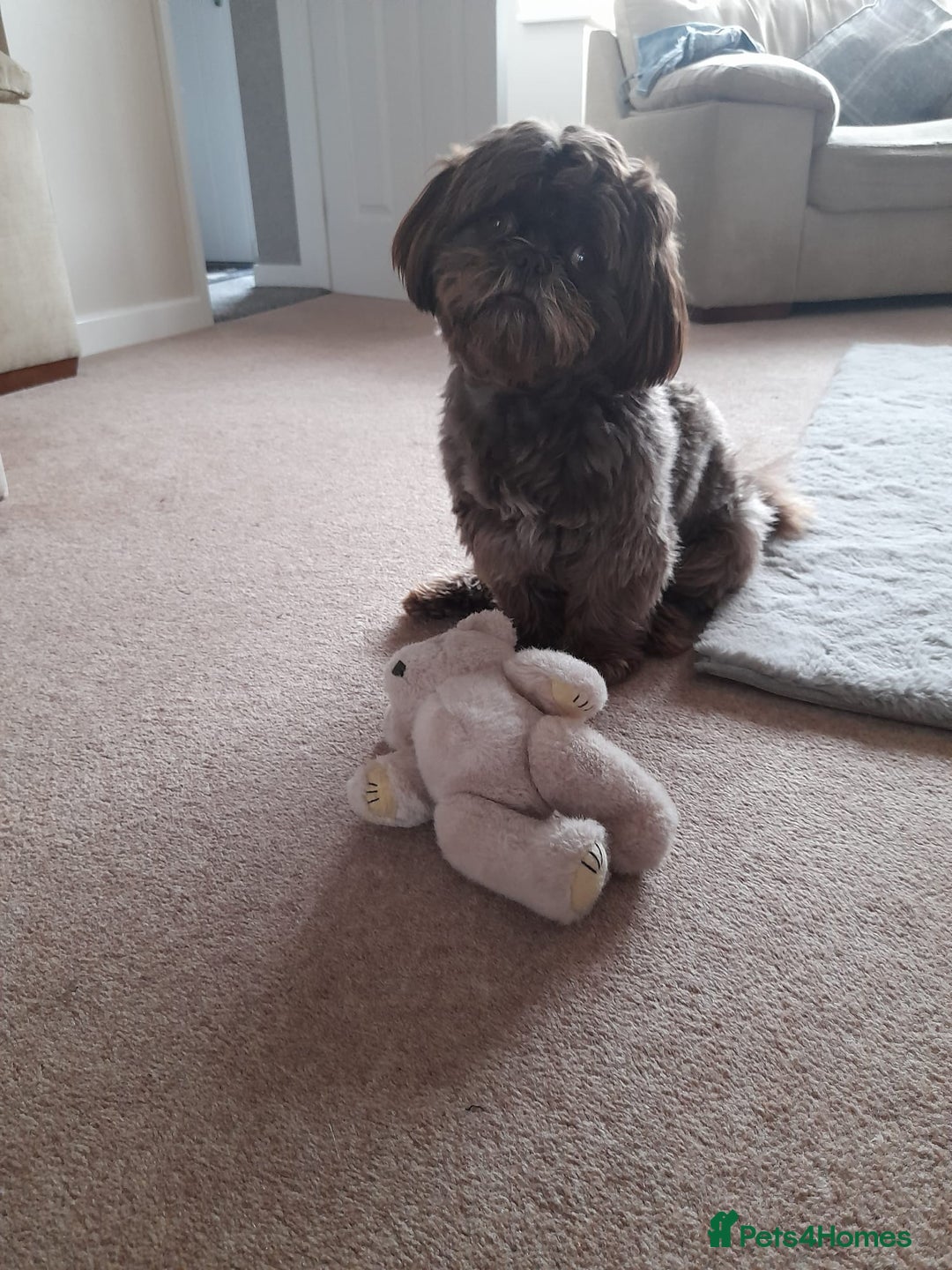 Shih Tzu dogs for sale: Shih tzu puppies  - Advert 18