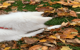 Samoyed dogs for sale: 1 Year old Samoyed Female Dog - Available now! - Image 6