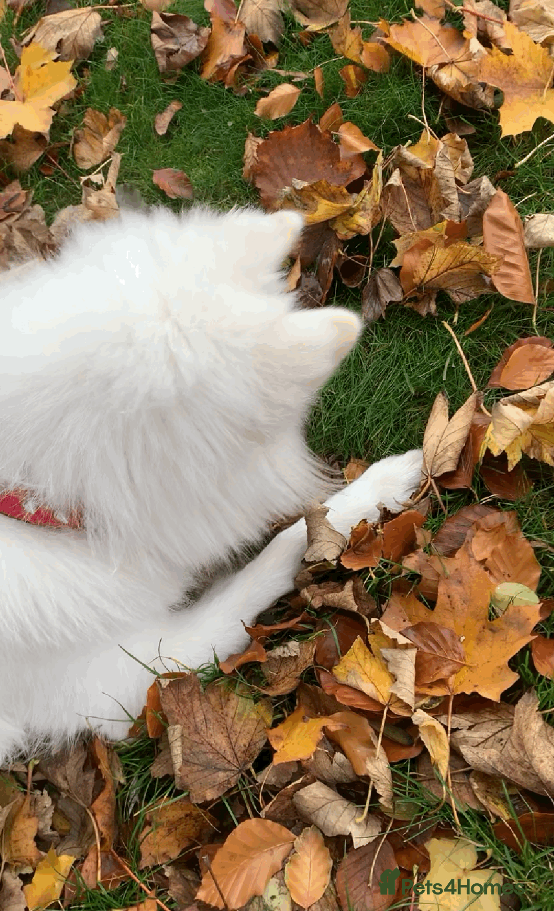 Samoyed dogs for sale: 1 Year old Samoyed Female Dog - Available now! - Image 6