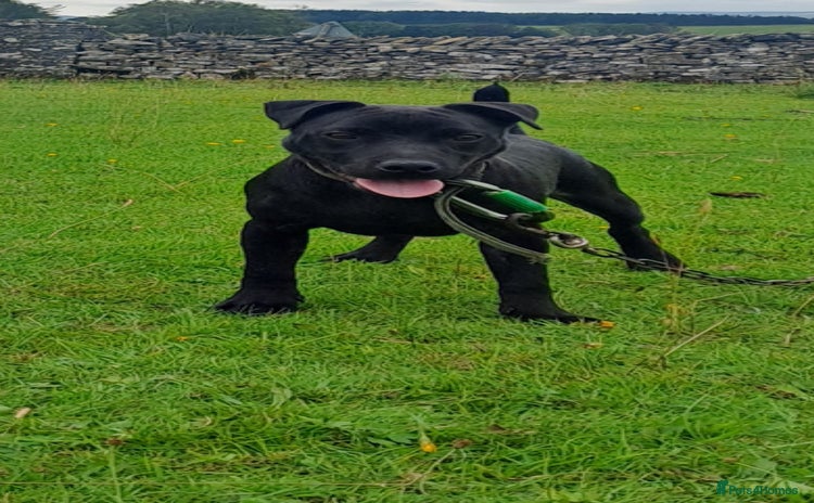 Patterdale Terrier dogs - Advert 6