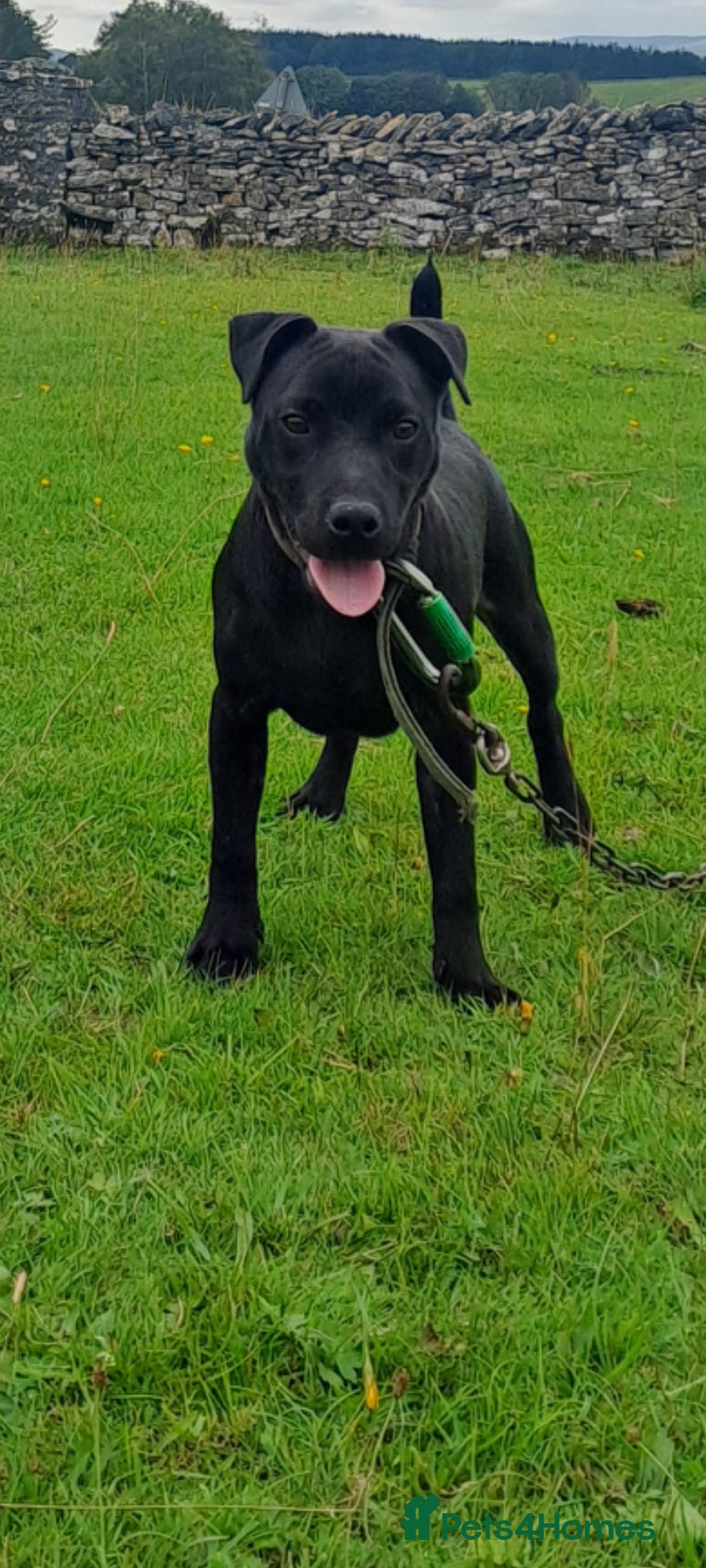 Patterdale Terrier dogs for sale: TOP QUALITY PATTERDALES  - Image 1