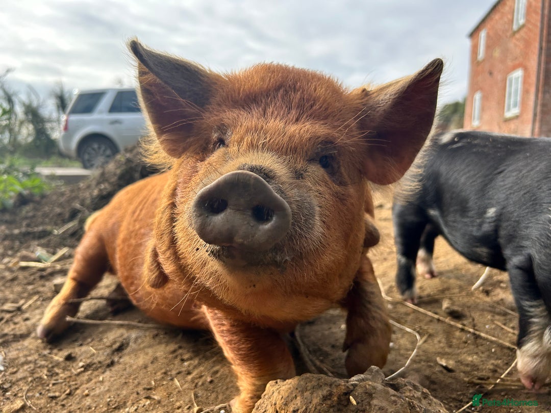 Pig livestock for sale: Mixed KuneKune Pigs - Advert 8