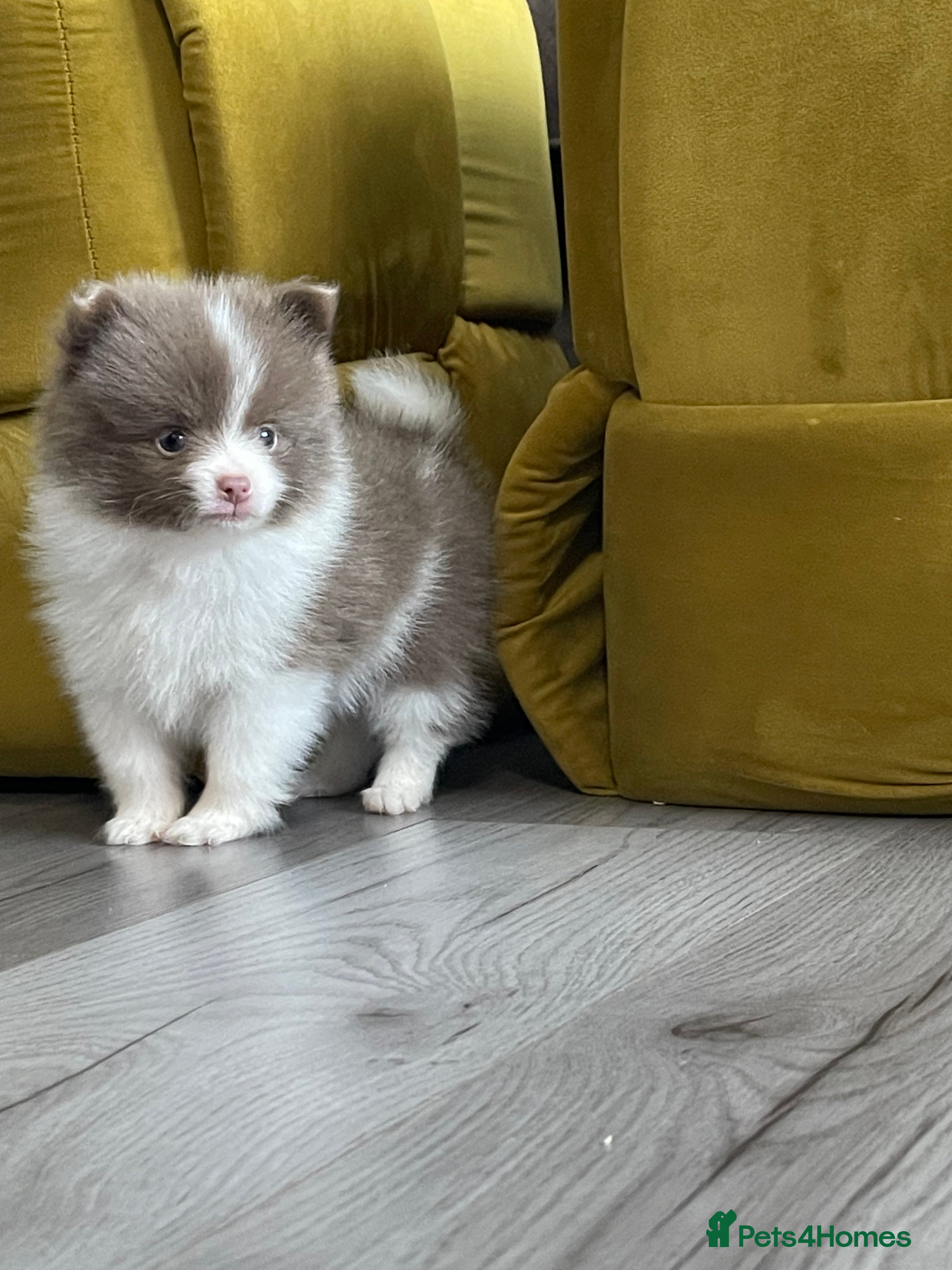 Pomeranian dogs 💜 POMERANIANS💜 - Advert 15