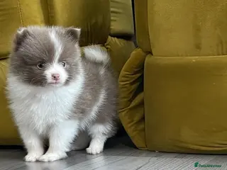 Pomeranian dogs 💜 POMERANIANS💜 - Advert 15