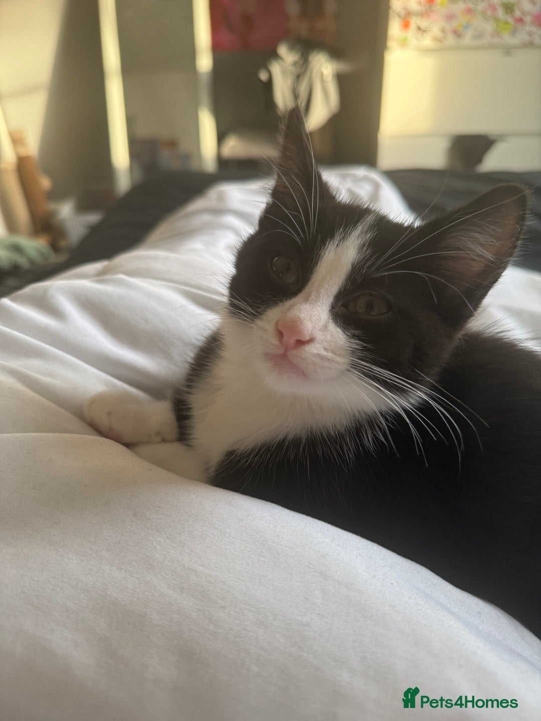 British Shorthair cats for sale: Milo  - Image 3